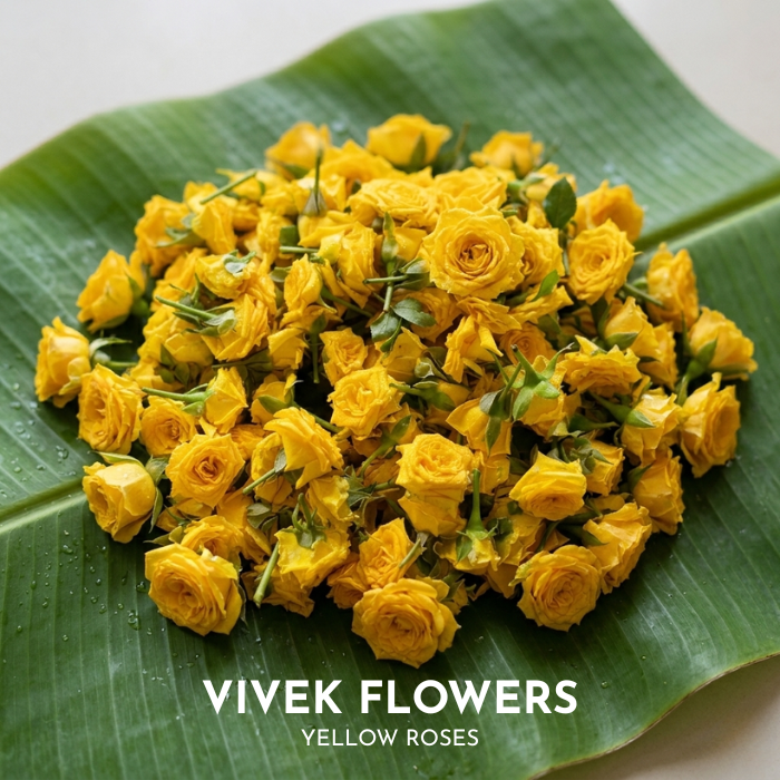 Yellow Roses