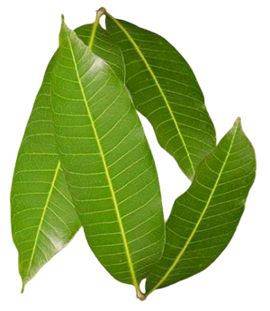 Pooja Leaves