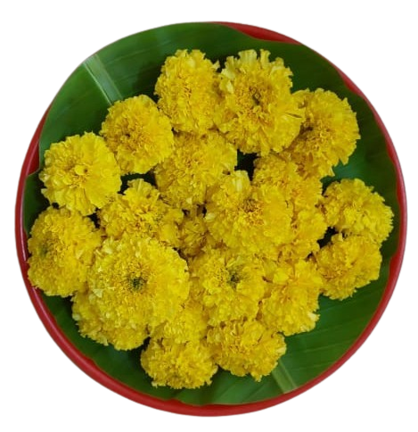 Banthipoolu / Marigolds- Yellow