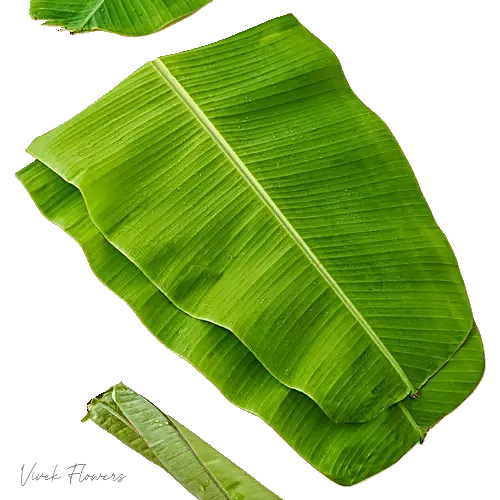 Banana leaves